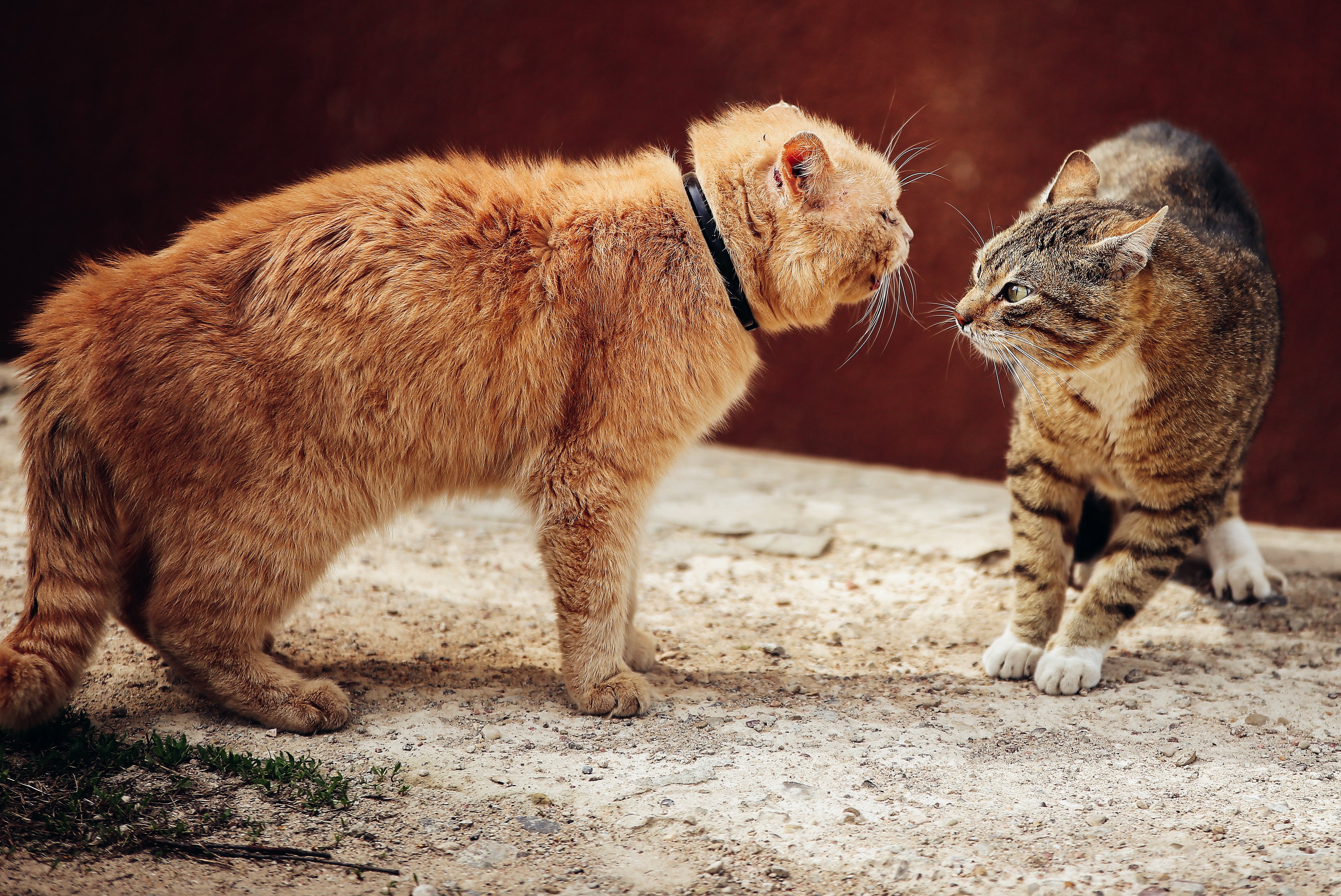 what causes cats to fight feliway optimum
