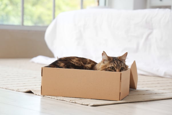 Small cat sitting inside a cardboard box in a tidy bedroom.