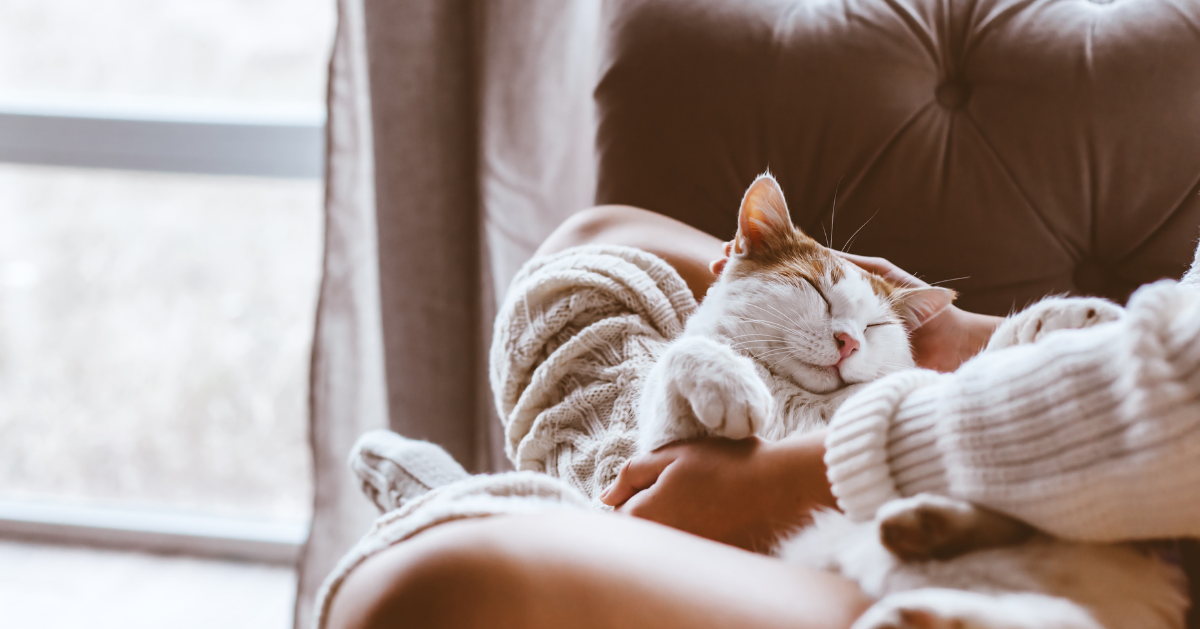 Adottare un gatto, cosa bisogna sapere