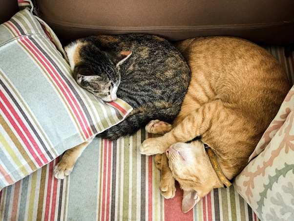 two cats sleeping together