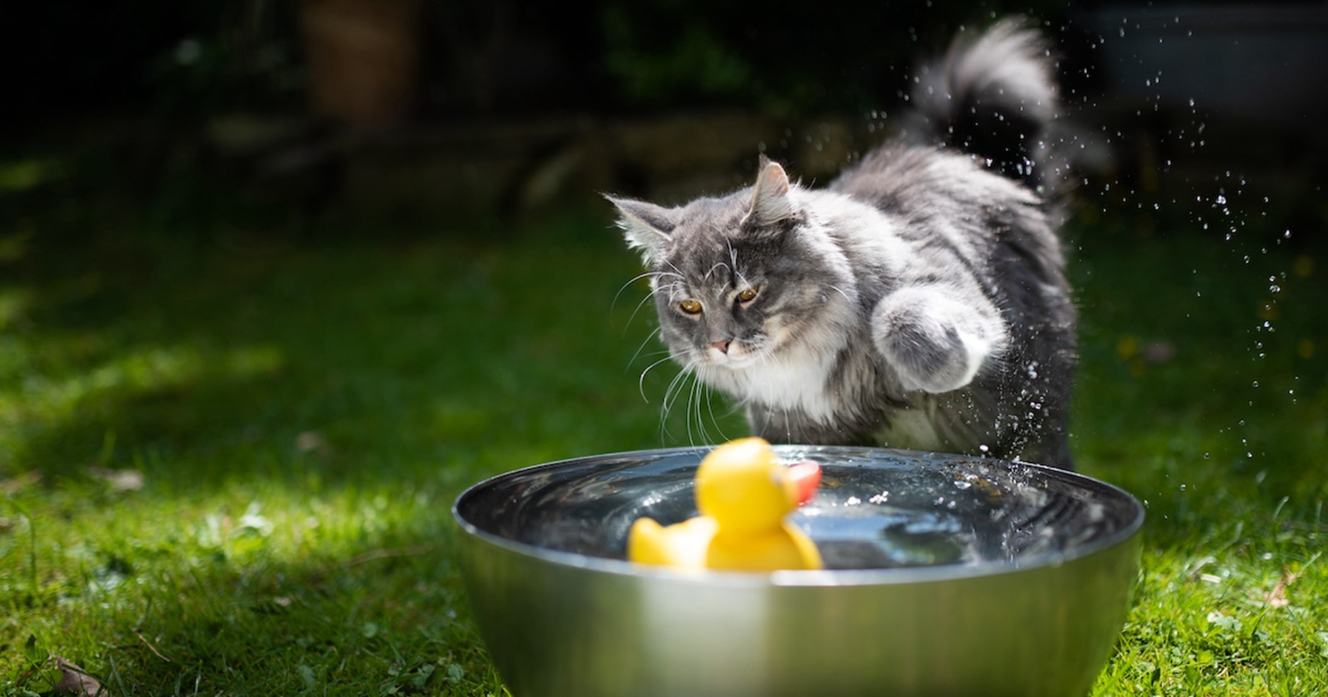 Typisch Katze?! Warum mögen Katzen kein Wasser?