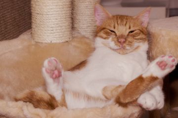 Een kat is goed voor je gezondheid
