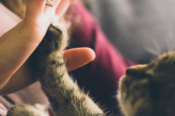 Een kat is een vriend voor het leven