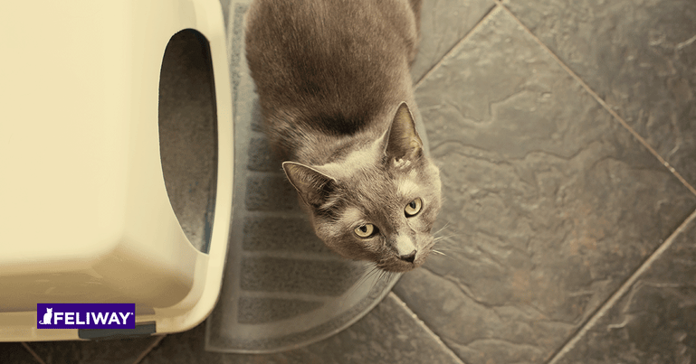 5 redenen waarom jouw kat plast of sproeit in huis