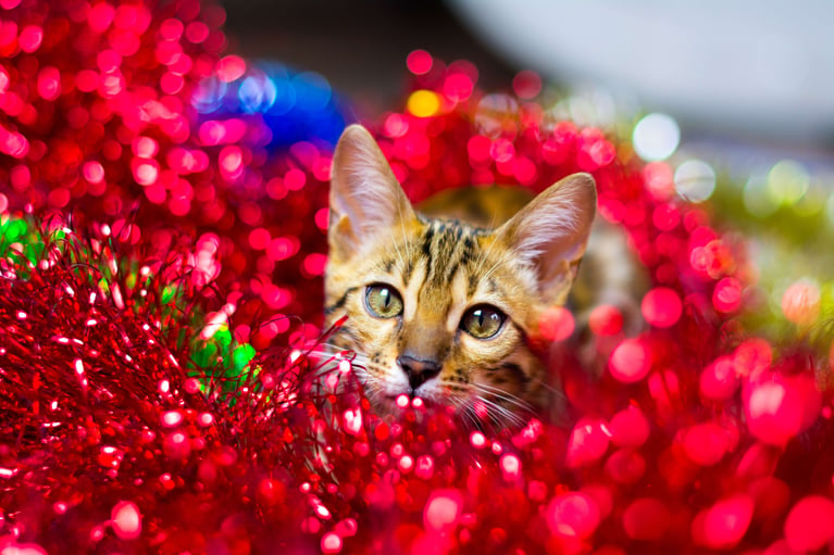 5 tips om de kerstboom veilig te maken voor katten