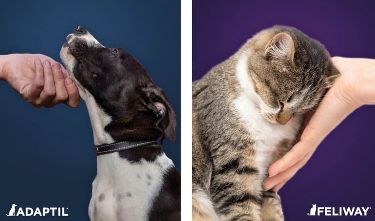 Help jouw huisdier een handje | Vuurwerktips voor honden en katten