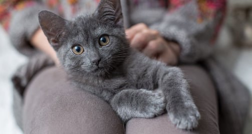 Tips bij angst voor vuurwerk kat: Laat je kat zelf kiezen waar zij graag wil zitten