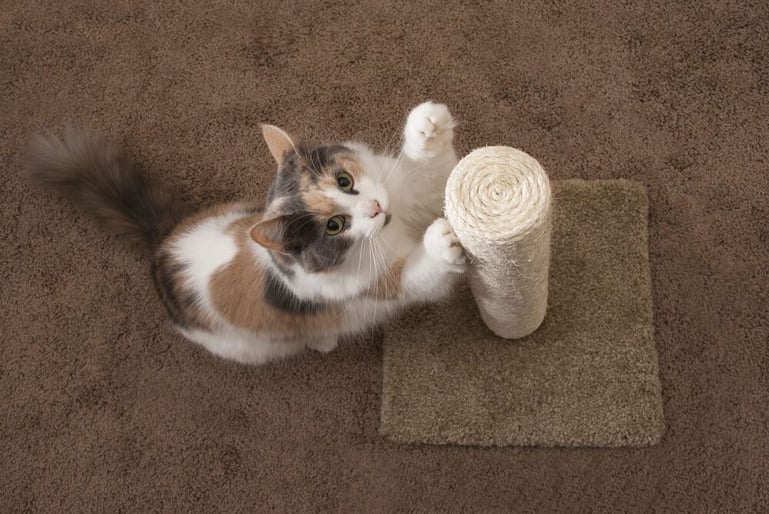 Leer Lounge provincie Help, mijn kat krabt aan het tapijt!