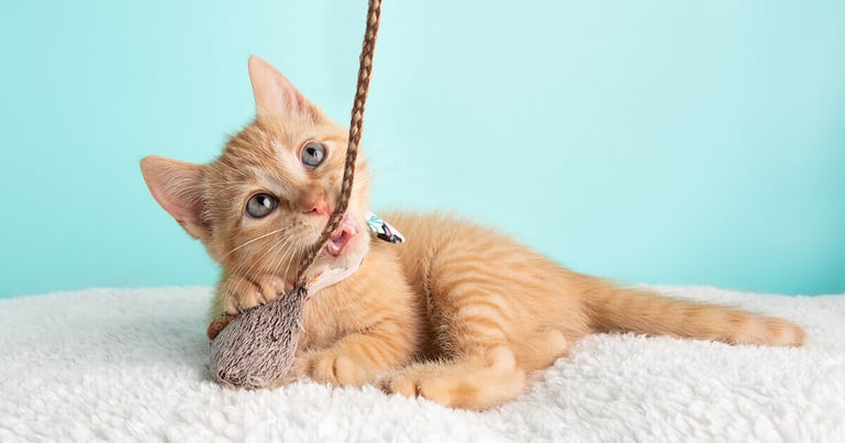8 tips om te voorkomen dat jouw kitten jou bijt of krabt
