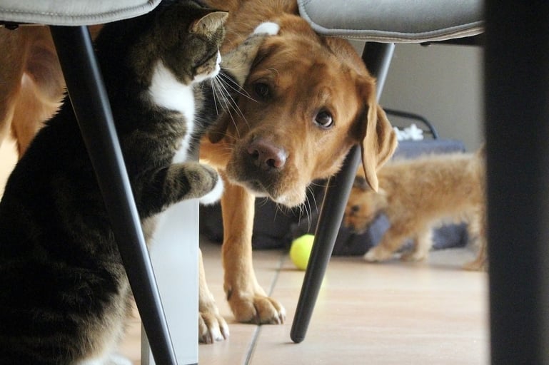 Van Slager spade Hoe introduceer je een hond en kat aan elkaar?