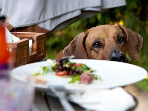 De gevaren van de zomer: BBQ restjes!