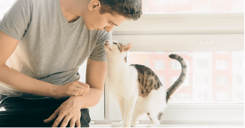 Tekenen van stress en ongemak bij katten