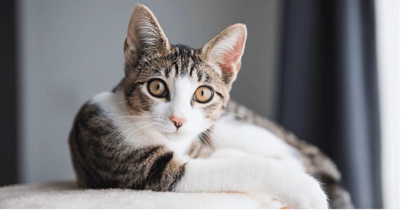 Tekenen van stress en ongemak bij katten