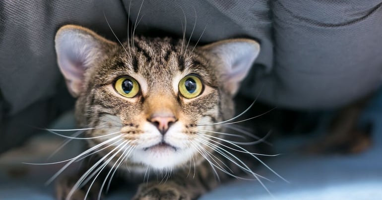 Blog_Article_Image-shutterstock_1320469067