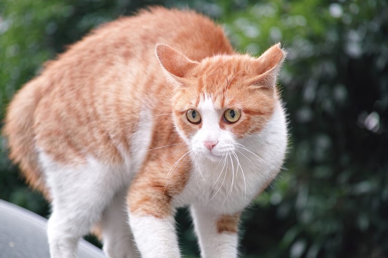 rood met witte kat oogt bang en gestrest