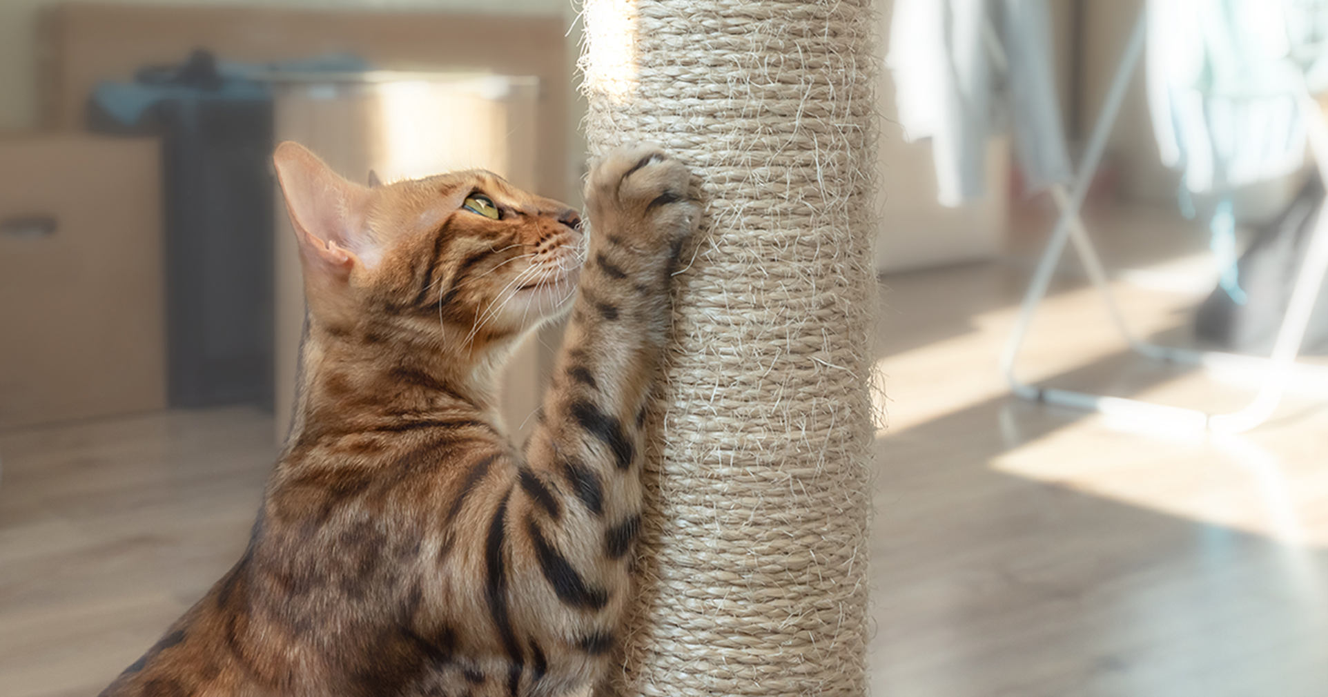 Bengal cat using a scratching post indoors