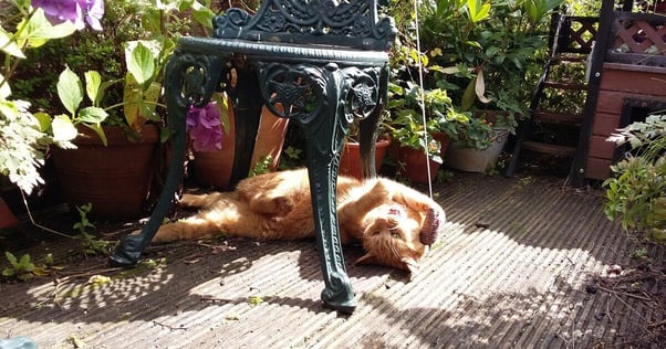 Ginger cat playing outside.