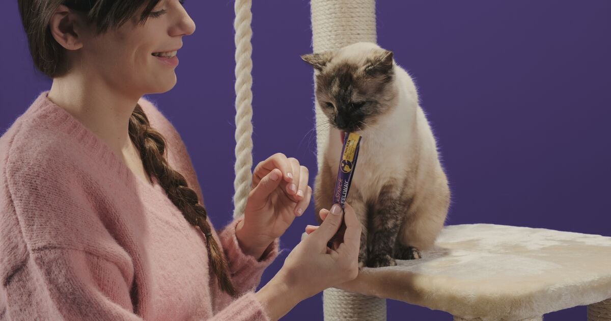 Blog_Article_Image-Happy Snack_Photo_Giving stick to cat on cat tree