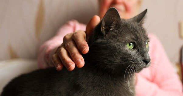 Dark grey cat sitting beside an elderly lady.