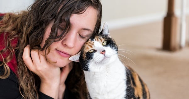 Cat bumping hands with young woman.