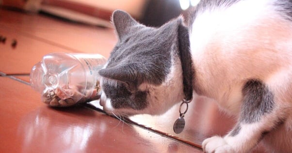 Grey and white cat investigating a food toy.