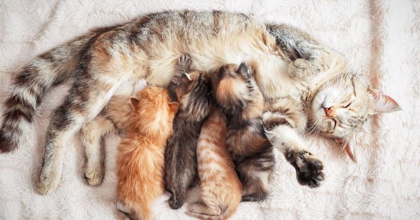 Cat lying down feeding her four kittens.