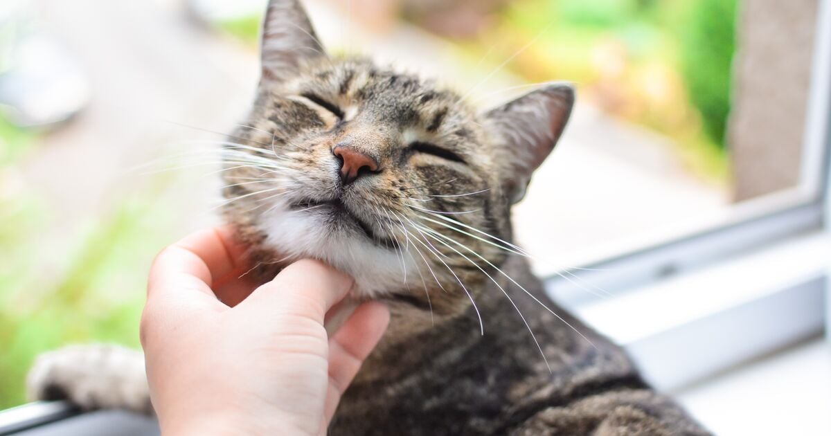Idős cirmos cicát simogat a gazdija 