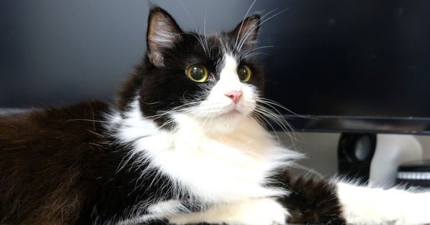 Black and white ragamuffin cat lying down.