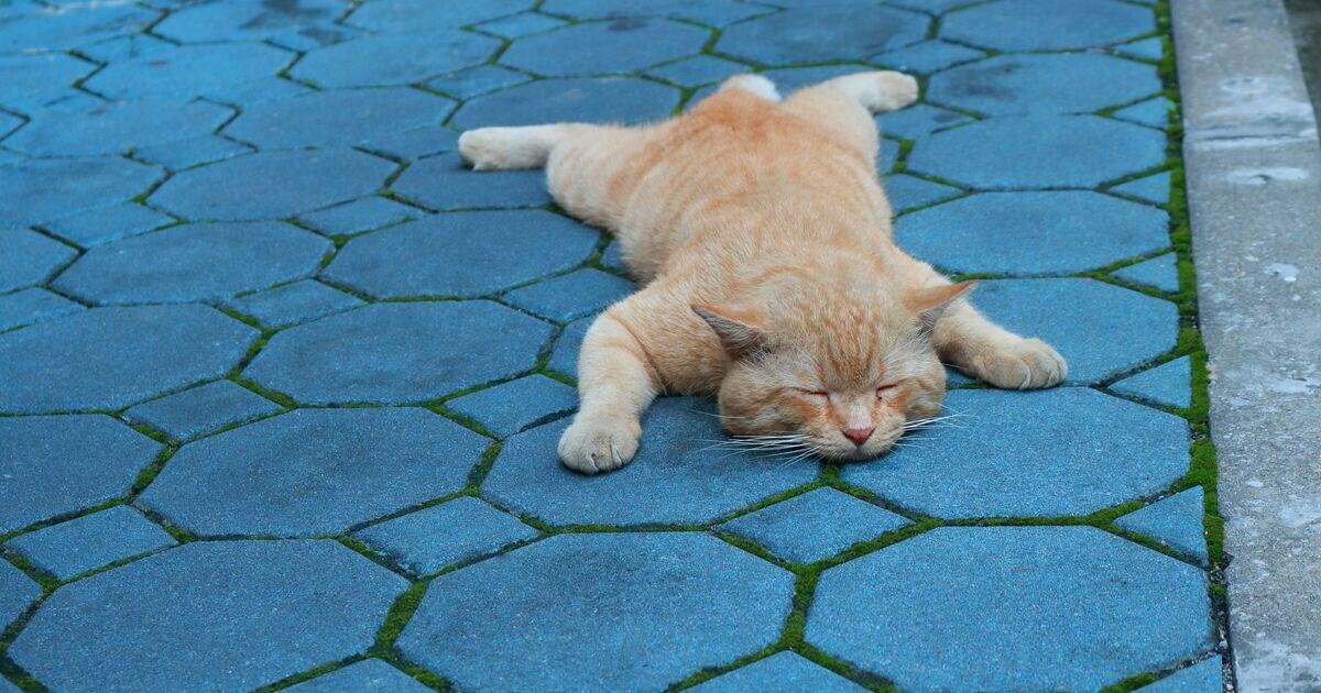Vörös macska kiterülve alszik a térkövön 