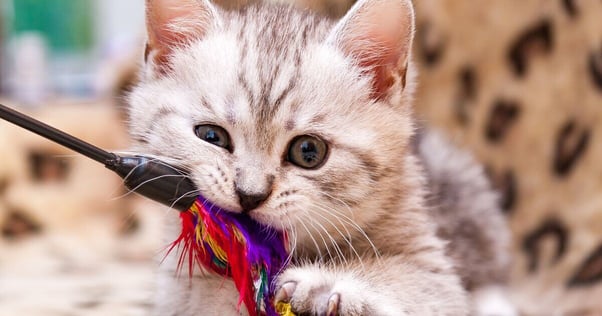 Kitten biting a fishing rod toy.