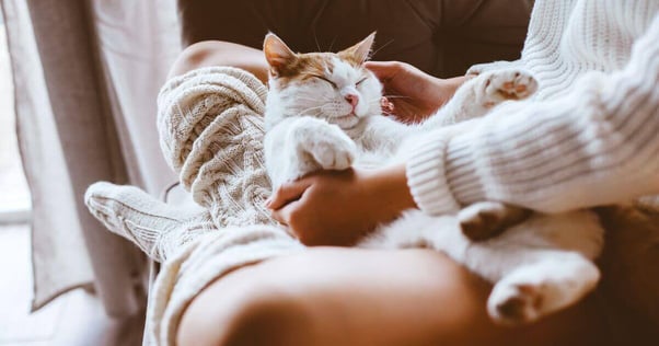 Cat lying on human’s lap.