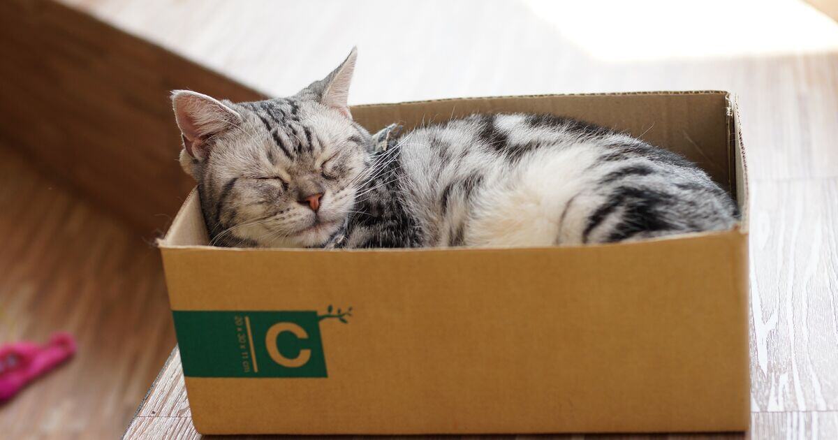 Szürke cica kartondobozban alszik 
