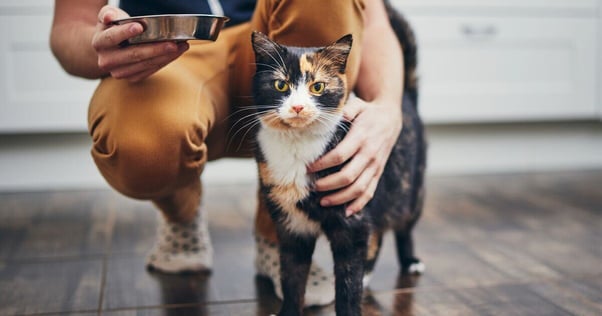 Man holding bowl with feeding for his cat.