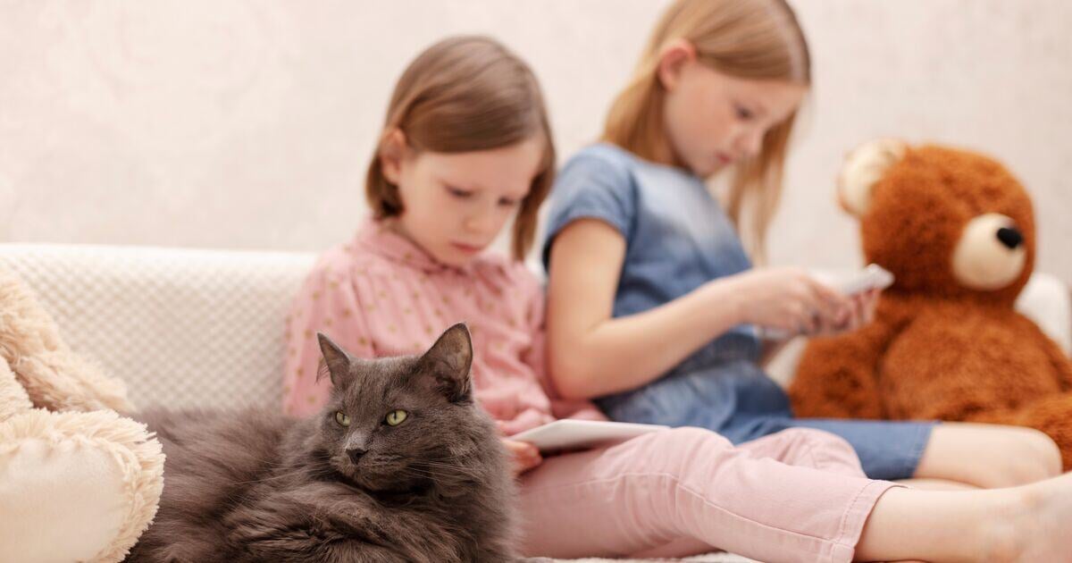 Szürke cica fekszik két lány mellett  