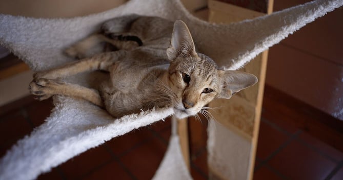 Oriental Shorthair cat relaxing in an elevated cat hammock