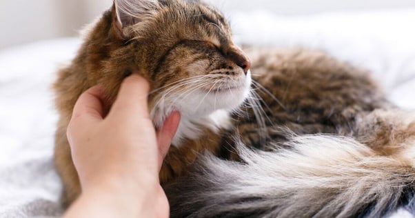 Hand tickling a Maine Coon cat.