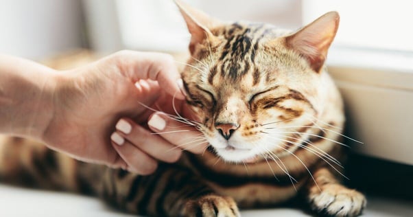 Relaxed cat being stroked on their face.