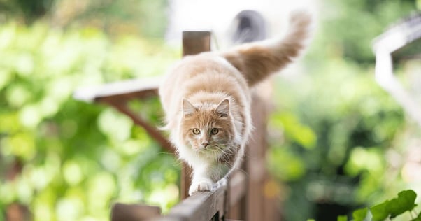 Cat balancing and walking on a garden fence.