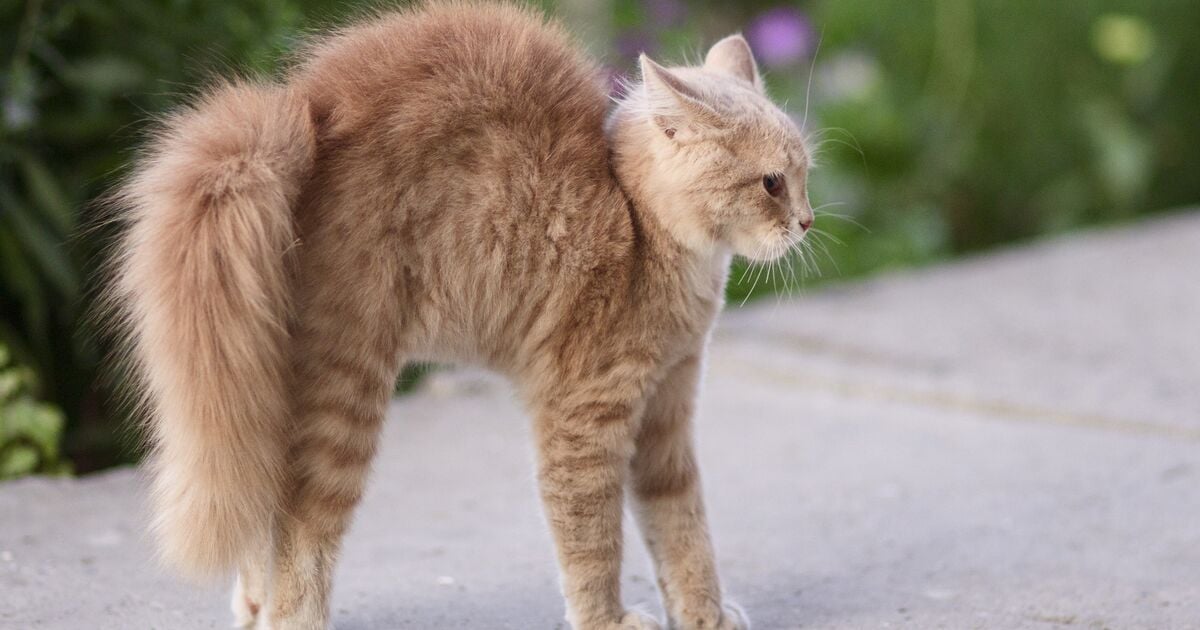 Domborított hátú macska áll a járdán