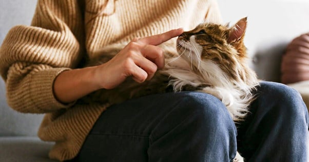 Woman playing affectionately with a lap cat.