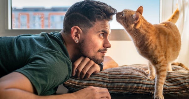 Ginger cat investigating a young man’s hair.