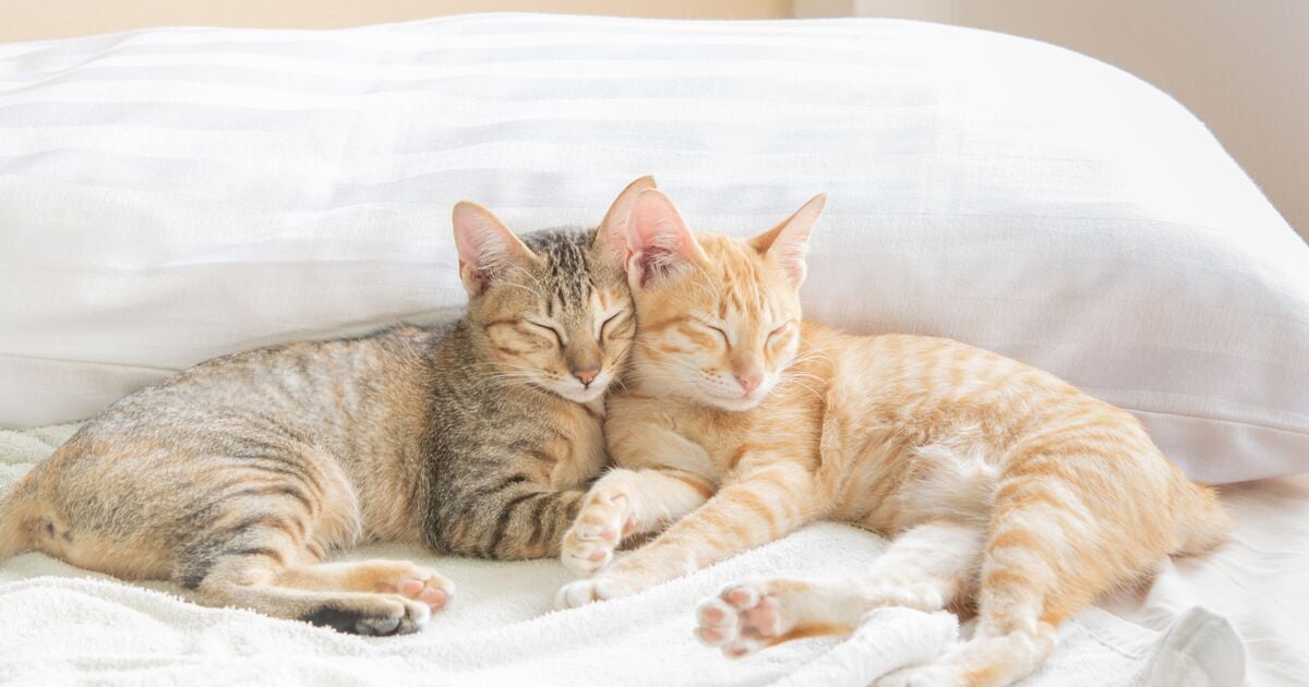 Két macska együtt alszik a fejüket összeérintve
