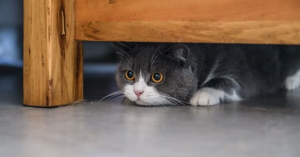 British shorthair cat hiding under a bedframe.