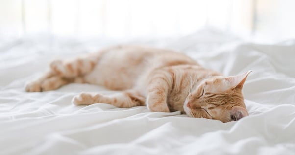 Cat sleeping on human’s bed.