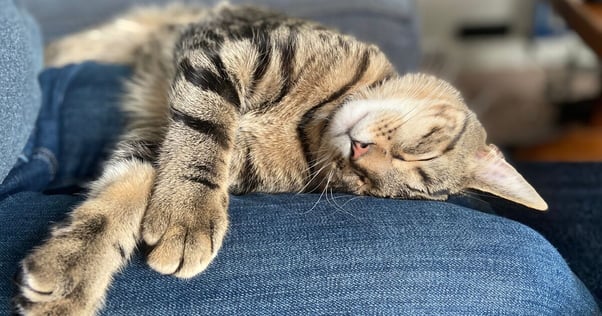 Cat sleeping on their side on a human’s lap.