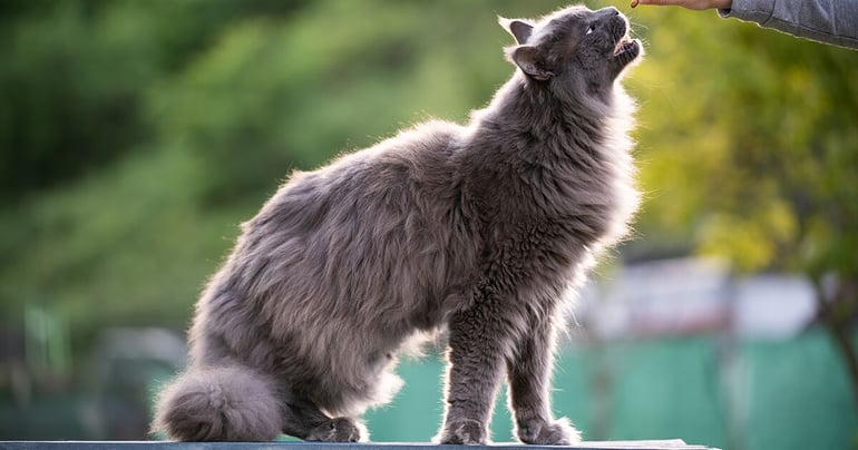 Grå kat, der får en godbid