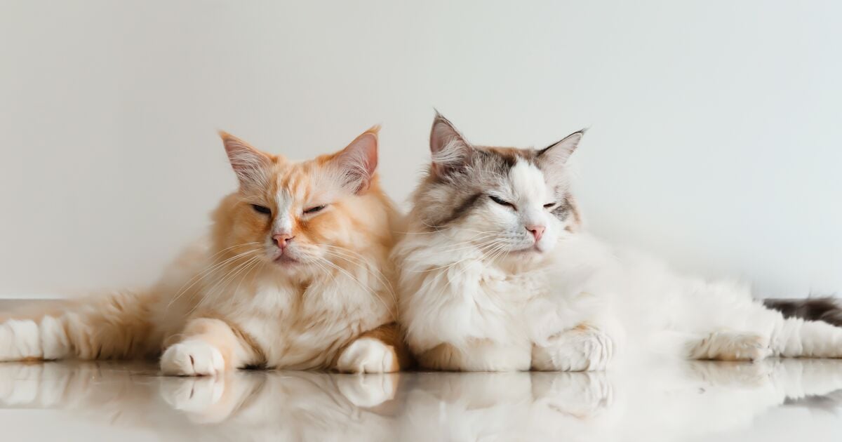 Két cica egymás mellett pihen a padlón 