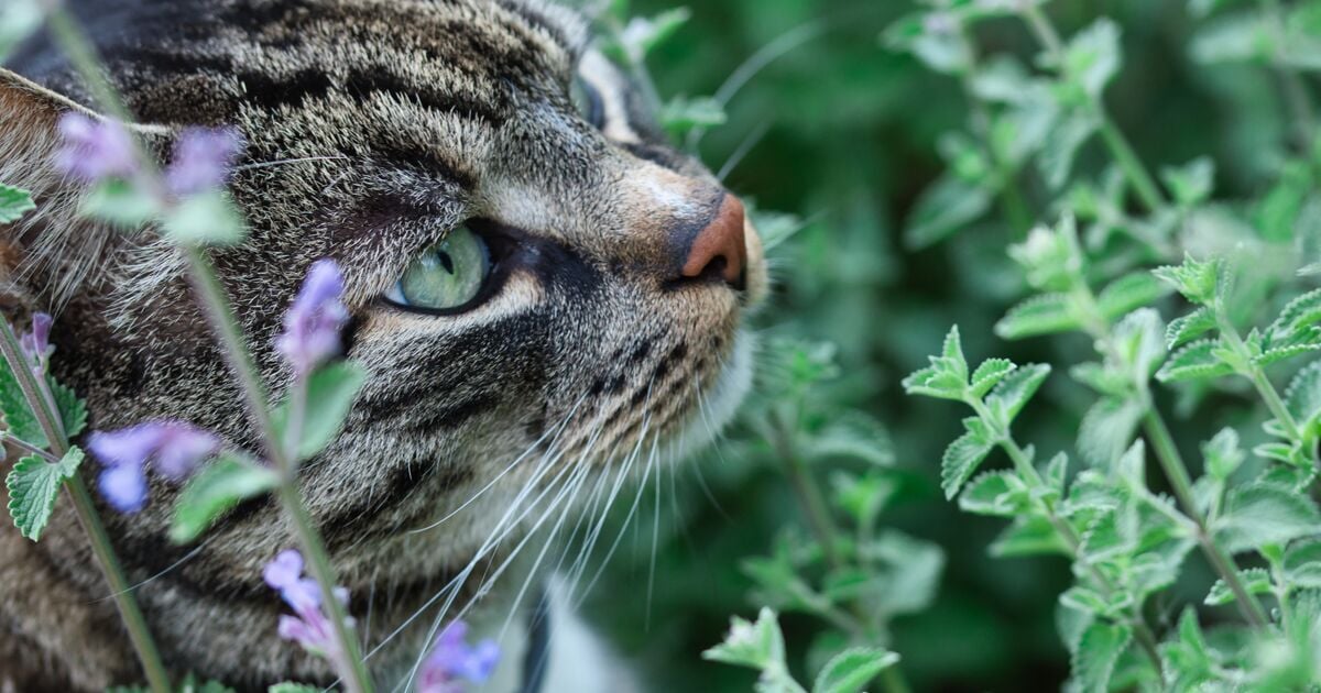 γάτα μυρίζει catnip
