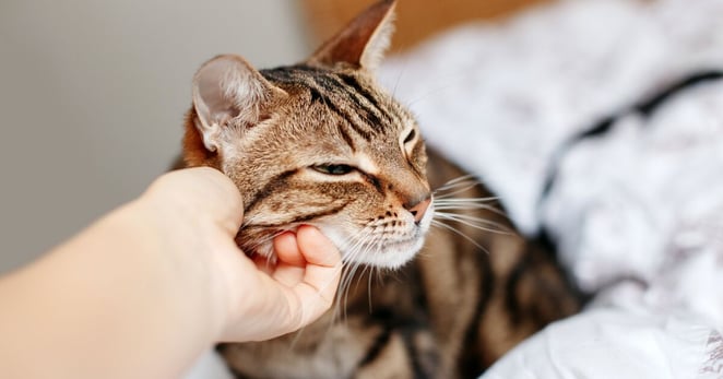 Hand stroking a cat’s cheek.