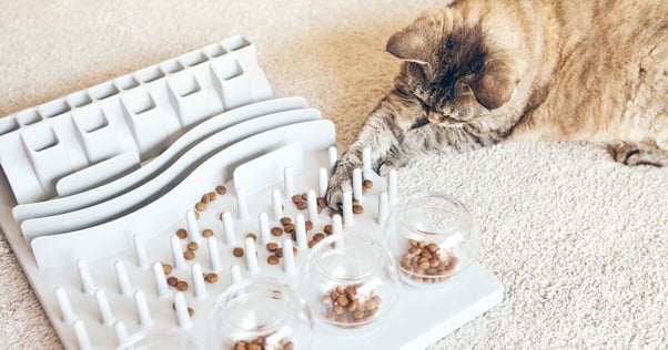 Cat using a puzzle feeder.